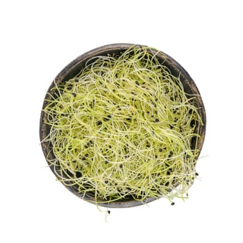 Garlic sprouts in black bowl. Sprouting microgreens on dark ceramic bowl.