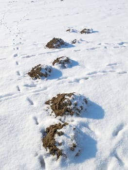 Close up of molehills in the snow on a sunny field with paw prints.With miscanthus and a forest in the background