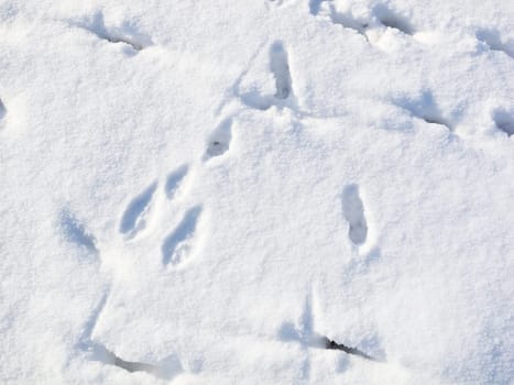 Rabbit tracks in the snow in the sunshine