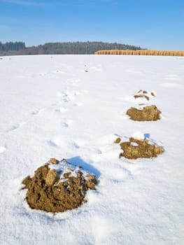 Close up of molehills in the snow on a sunny field with paw prints.