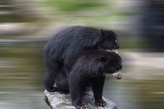 Two beautiful bears hug each other and play together