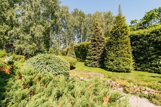 Russia, Moscow- July 06, 2019: green coniferous garden, spruce fir-tree plants by the country house. beautiful landscaping