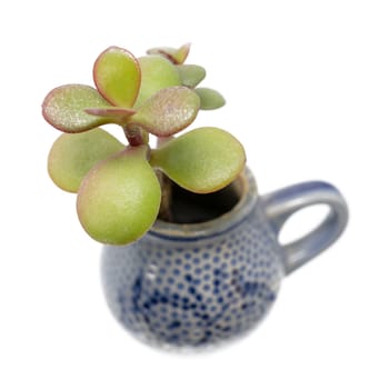 Small plant with thick leaves grows out of a blue pitcher of stone goods isolated on white
