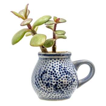 Small plant with thick leaves grows out of a blue pitcher of stone goods isolated on white