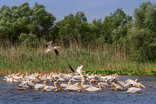 white pelicans (pelecanus onocrotalus) in Danube Delta, Romania