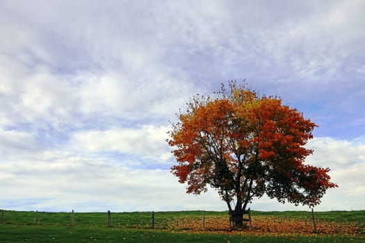 A deciduous tree with colourful leaves in autumn against the sky
