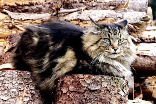 A pretty Norwegian Forest Cat sits on a pile of wood with an evil eye