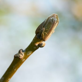 small spider on the bud of an ash tree (Fraxinus excelsior) in spring