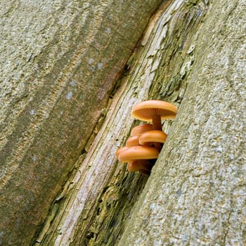 velvet stem (Flammulina velutipes) on a tree trunk in the woods in winter