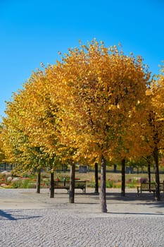 Lime trees with yellow autumn colouring in a park in Magdeburg in Germany