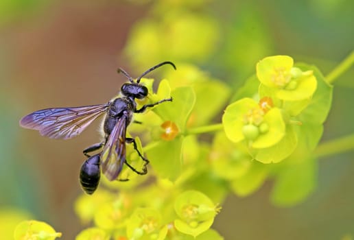 Macro Steel Blue Cricket Hunter Isodontia mexicana on Steppe Spurge Euphorbia seguieriana