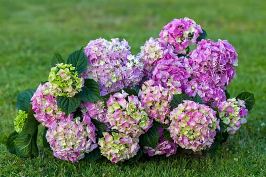 bush of hortensia flowers in a garden