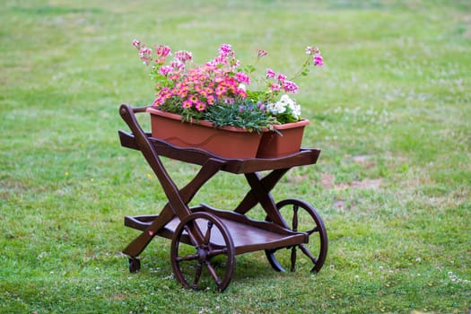 Colorful flowers on trolley in the garden.