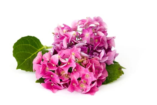 hortensia flowers, Hydrangea macrophylla on white background