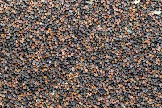 Background of evenly distributed small poppy seeds in different colors