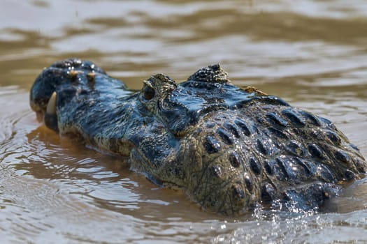 Spectacled caiman (Caiman crocodilus yacare),animal portrait from behind,Pantanal,Mato Grosso,Brazil