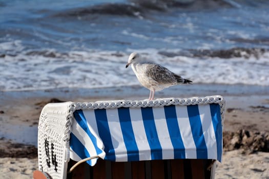 Seagull on a beach basket on the beach of the Baltic Sea