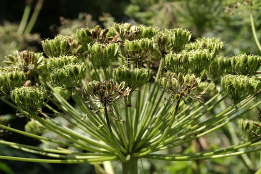 Herculean perennial