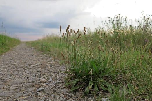 Spitzwegerich at the edge of the road