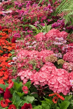 Summer flowers in full bloom with red and pink display