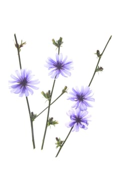 Ordinary rind or chicory (Cichorium intybus),flowering plant exposed against a white background