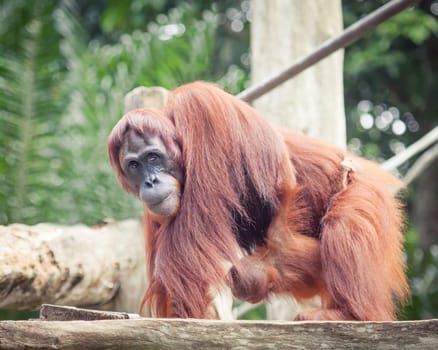 Sumatrian orangutan female and cub
