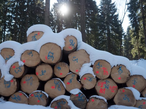 Wooden stacks in the snow
