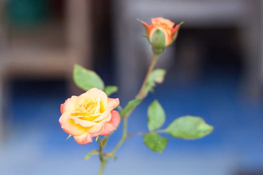 Orange rose growing in the garden, stock photo