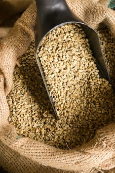 a big metal scoop in the raw coffee seeds