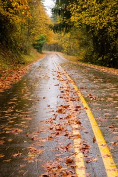 The road looks slippery in the poring rain Oregon Highway