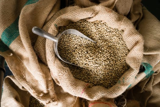 A big metal scoop in the raw coffee seeds sack