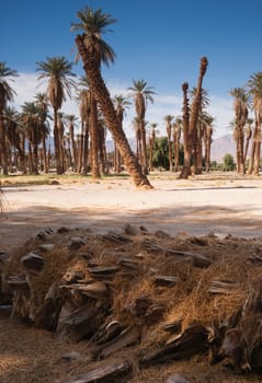 Blue skies make a good background for tropical palm trees in Death Valley
