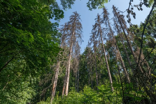 High trees in ukrainian forest with sky
