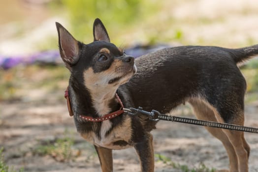 Little black dog chihuahua at the beach