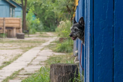 A dog watching outside the wood house