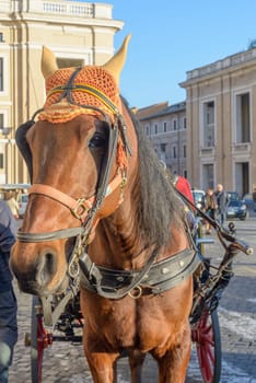 A horse for turists transport in san pietro square, rome italy