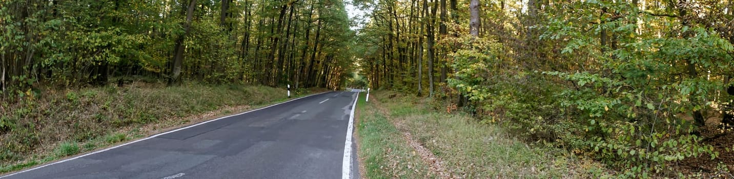 Panorama scenic landscape with trees in forest in autumn.