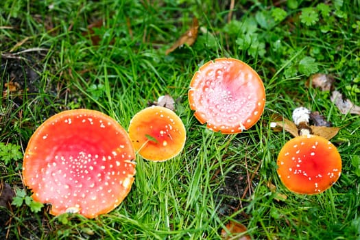 Magic mushroom amanita muscaria fly agaric super quality fifty megapixels prints