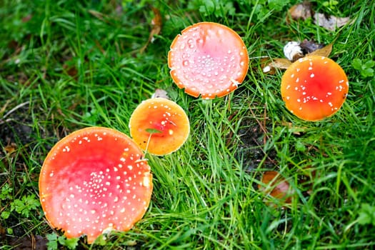 Magic mushroom amanita muscaria fly agaric super quality fifty megapixels prints