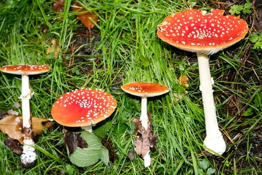 Magic mushroom amanita muscaria fly agaric super quality fifty megapixels prints