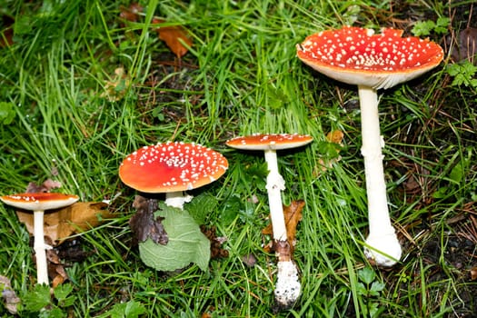 Magic mushroom amanita muscaria fly agaric super quality fifty megapixels prints