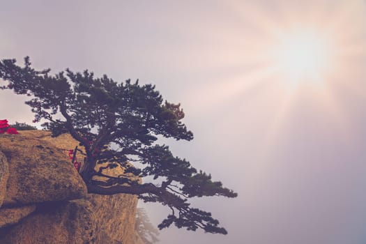 The lonely pine tree growing on the precipice of the inspiring, sacred and majestic Huashan mountain, famous tourist attractions, Shaanxi province, China