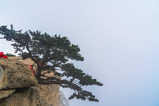 The lonely pine tree growing on the precipice of the inspiring, sacred and majestic Huashan mountain, famous tourist attractions, Shaanxi province, China