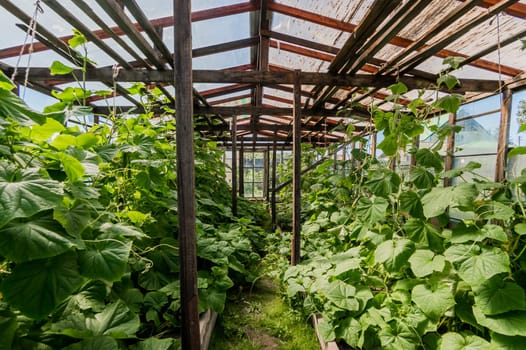 Growing crops in the garden. farm, garden crop. greenhouse in the village.