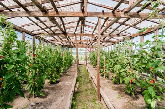 Growing crops in the garden. farm, garden crop. greenhouse in the village.