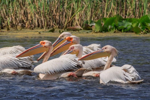 white pelicans (pelecanus onocrotalus) in Danube Delta, Romania