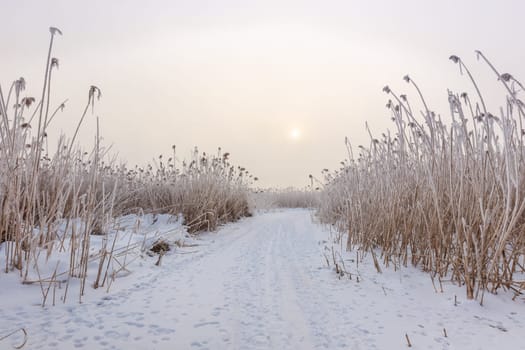 lake in winter. Location: Comana Natural Park, Romania.