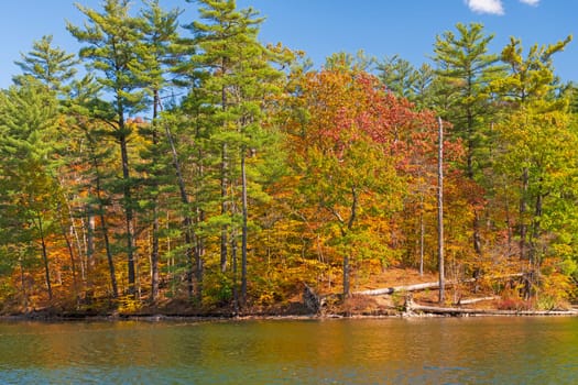 Fall Colors Breaking Through the Pines on Chenango Lake in Chenango Valley State Park in New York