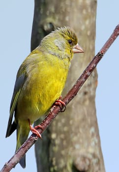 Male greenfinch Carduelis chloris in magnificent dress