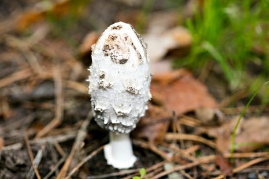 Wild mushrooms on nature macro background fifty megapixels prints